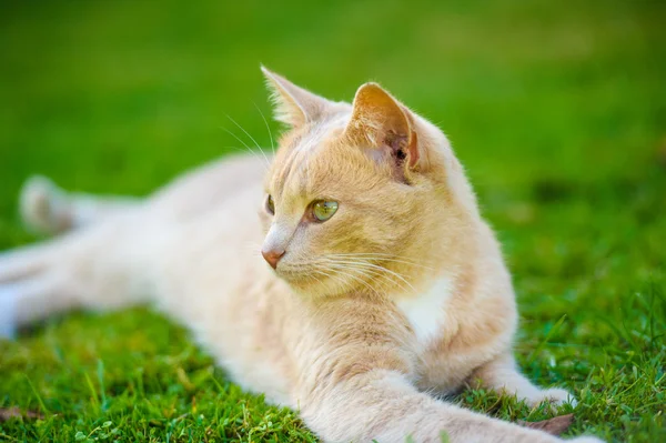 Gato pelirrojo divertido — Foto de Stock