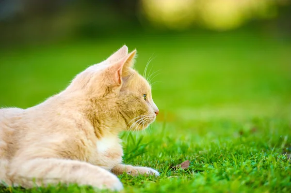 面白い赤髪猫 — ストック写真