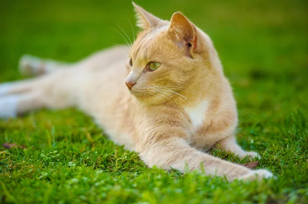 Рыжеволосая кошка — стоковое фото