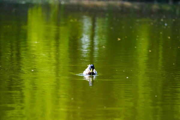 Kachny plave v jezeře — Stock fotografie