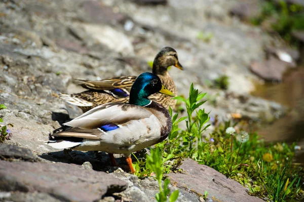 Les canards flottent dans le lac — Photo