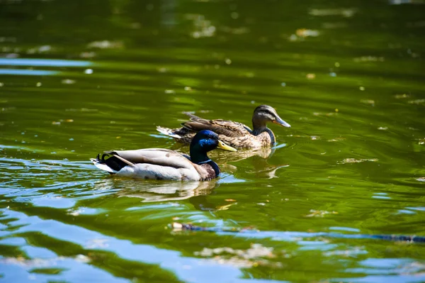 Les canards flottent dans le lac — Photo