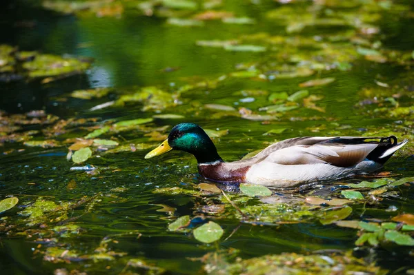 Les canards flottent dans le lac — Photo