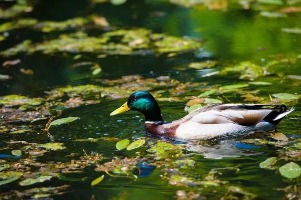 Patos flutua no lago — Fotografia de Stock