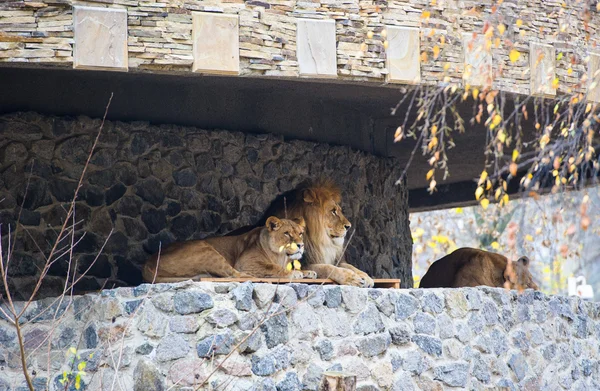 Lion Blanc Images Libres De Droit Photos De Lion Blanc Depositphotos