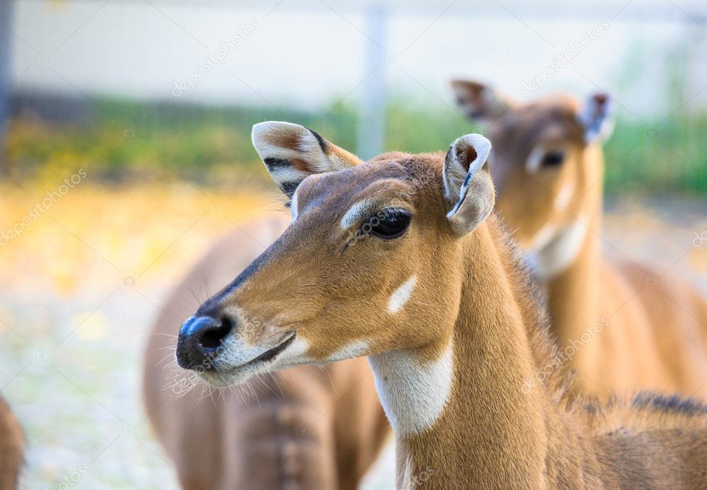 Young nilgai antelopes