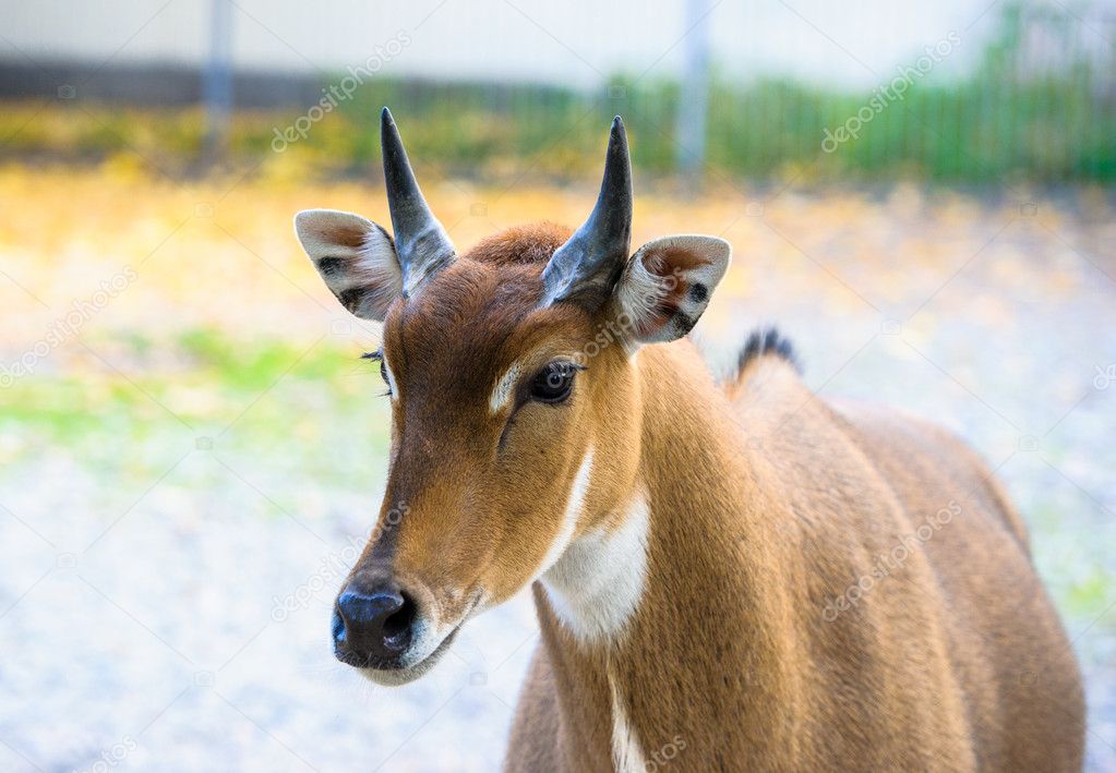Young nilgai antelope