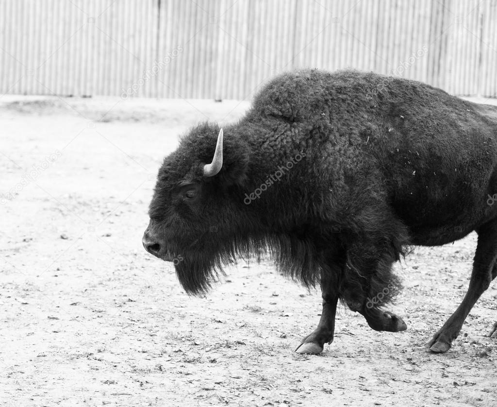 American wild bison