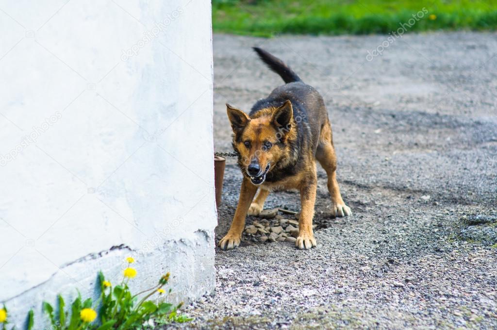 angry dog