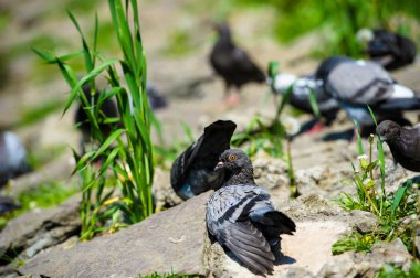 ilginç güvercinler