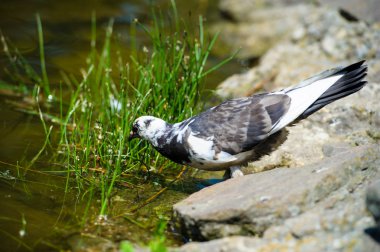 ilginç güvercinler