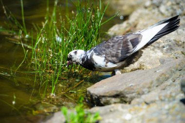 ilginç güvercinler
