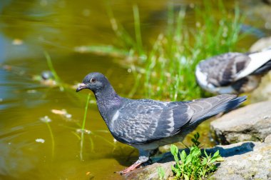 ilginç güvercinler