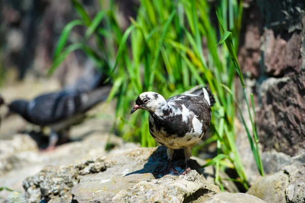 Palomas curiosas — Foto de Stock