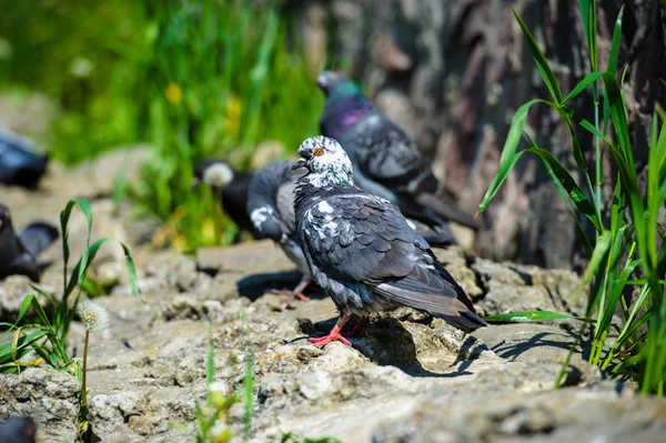 ilginç güvercinler