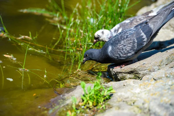 Pigeons curieux — Photo