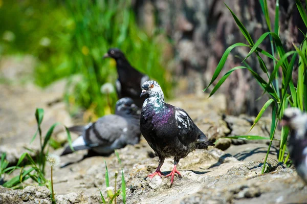 ilginç güvercinler