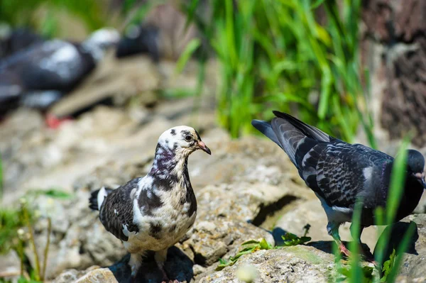 ilginç güvercinler