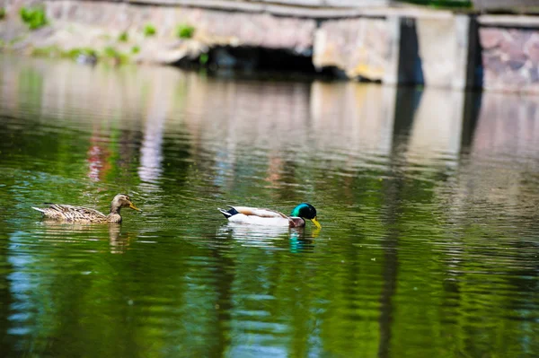 Los patos flotan en el lago — Foto de Stock