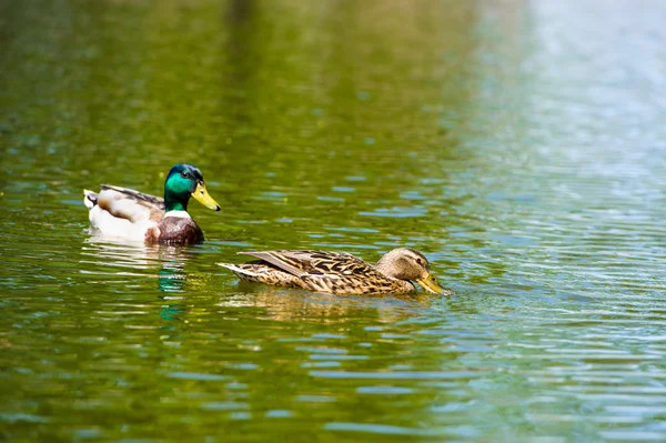 Patos flutua no lago — Fotografia de Stock