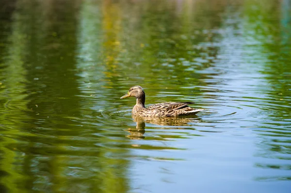 Kachny plave v jezeře — Stock fotografie