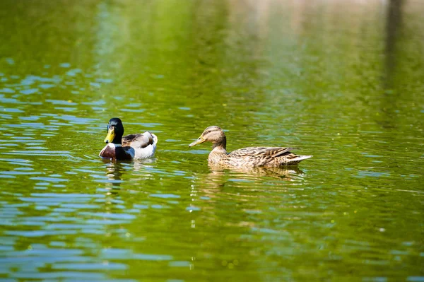 Kachny plave v jezeře — Stock fotografie