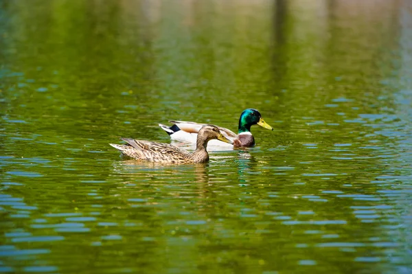 Patos flutua no lago — Fotografia de Stock