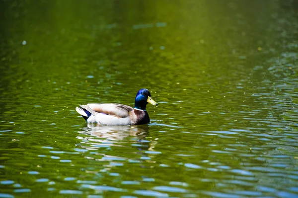 Ducks floats in lake — Stock Photo, Image