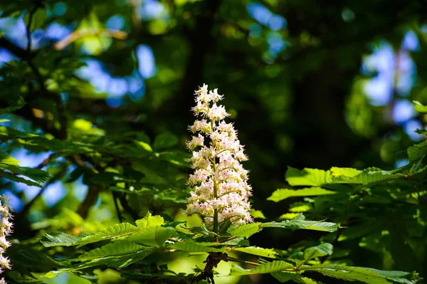 Fiore di castagno — Foto Stock