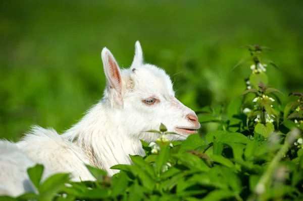 White baby goat — Stock Photo, Image