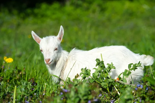 Bébé chèvre blanc — Photo