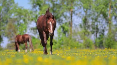 Çiçek açan karahindiba otlağında körfez atı olan kırsal alan, sinema 4K.