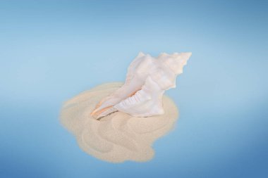 Kumsalda deniz kabuğu, yaz atmosferi, seyahat, okyanus tropikal rahatlama.