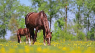 Bahar mevsiminde çiçeklerle dolu kırsal alanda at otlaması yavaş bir harekettir..