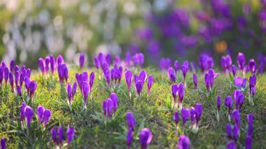 Mor tarla çiçekleri güneşli ormanlık alanda, sakin bahar manzarası..