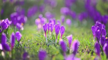 Ormanda bahar gülü çiçek açar yumuşak ışıkla temizlenir, ağır çekimde sakinleşir..