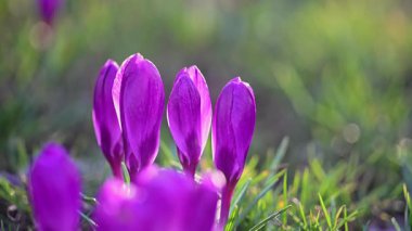 Güneş ışığında parlayan vahşi timsahlar, 4K 'da sakin orman baharı..