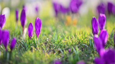 Vahşi bahar timsahları çayırlarda çiçek açıyor, sakin güneşli bir atmosfer..