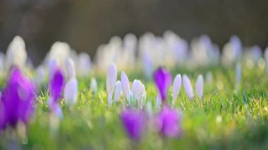Ormanda açan beyaz timsahlar güneşli bir bahar günü, huzurlu bir 4K ağır çekim..