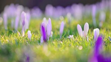 Orman çayırlarında açan vahşi beyaz timsahlar, sakin doğa sahnesi, 4K ağır çekim..