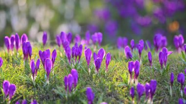 Bahar timsahları orman çayırında altın güneş ışığıyla parıldıyor. Sinema ağır çekim..