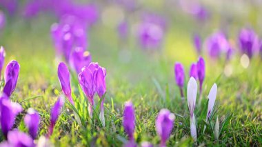 Ormanda açan vahşi bahar çiçekleri, sinematik güneş ışığı..