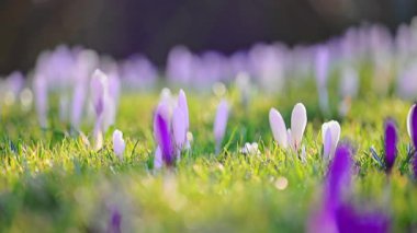 Orman çayırlarında açan beyaz timsahların sakin bahar sahnesi, sakin 4K ağır çekim.