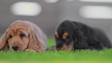 Evinin yanındaki yeşil çimlerde komik köpek yavruları, neşeli duygular, sinematik yavaş çekim.