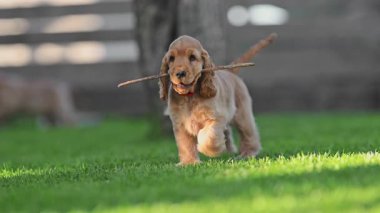 Bahçede güneşli bir günün tadını çıkaran sevimli yavrular, 4K ağır çekim..