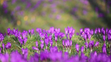Bahar mevsimi ormanda çiçek açar. Sıcak güneş ışınlarıyla, yavaş çekimde..