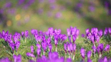 Güneş ışığında açan mor timsahlar, 4K 'daki huzurlu bahar ormanı çayırları..