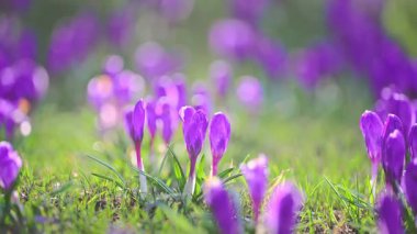 Güneşli orman çayırlarında açan mor timsahlar, barışçıl doğa arka planı..