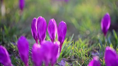 Orman çayırında açan mor timsahlar, sakin sinematik ağır çekim.