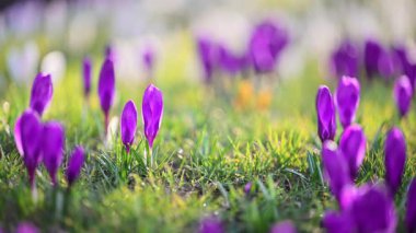 Ormanda açan bahar timsahları, sakin doğa yavaş çekim..
